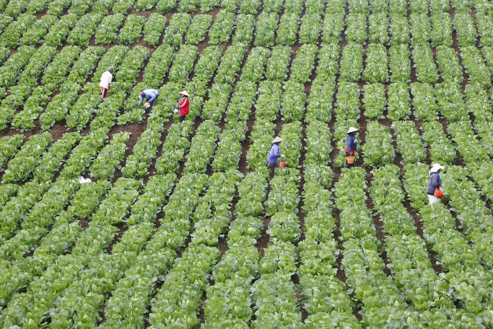 Farmers harvesting vegetables in a field