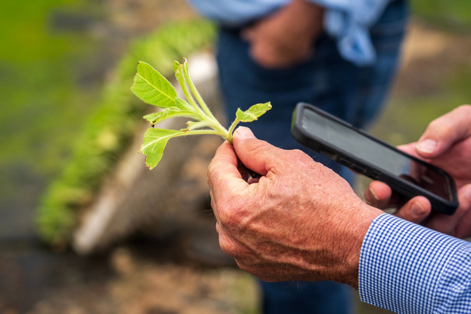 Farmer inspecting a crop leaf while checking a smartphone in the field